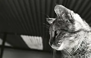 Metals: Portrait cat Refuge of Beauregard France