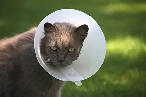 Operation: Portrait of a cat with a ruffle after an operation