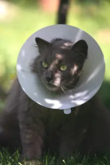 Operation: Portrait of a cat with a ruffle after an operation