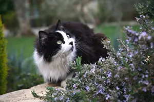 Lamiaceae: Portrait of a Cat sitting near a Rosemary in bloom