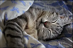 Siesta: Portrait of cat sleeping on bed