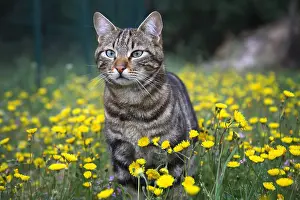 Dandelions: Portrait of a Cat standing in a field of dandelions France