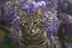 Fabale: Portrait of a Cat before a Wisteria in bloom