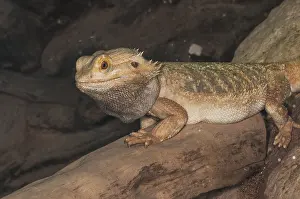 Omnivorous: Portrait of central bearded dragon (Pogona vitticeps)