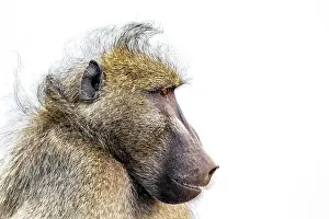 Ursinus: Portrait of Chacma baboon (Papio ursinus), Kruger