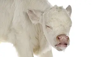 Pathologies: Portrait of a Charolais calf caughing on white background