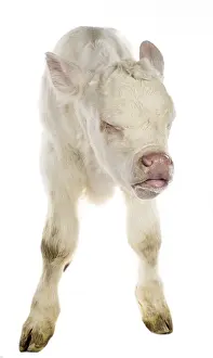 Snouts: Portrait of a Charolais calf caughing on white background