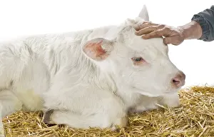 Studios: Portrait of a Charolais calf lying in the straw