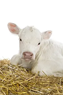 Studios: Portrait of a Charolais calf lying in the straw