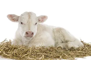 Charolaises: Portrait of a Charolais calf lying on straw in the studio
