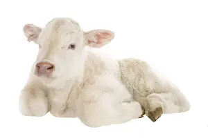 Charolaises: Portrait of a Charolais calf lying in the studio