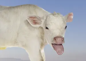 Snouts: Portrait of a Charolais calf sticking out its tongue