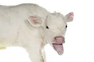 Snouts: Portrait of a Charolais calf sticking out its tongue