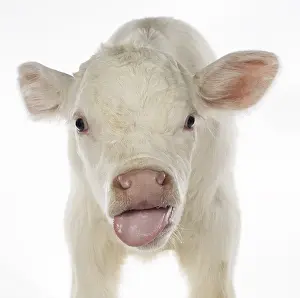 Snouts: Portrait of a Charolais calf sticking out its tongue