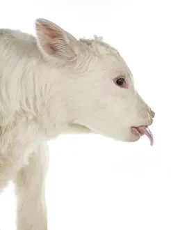 Studios: Portrait of a Charolais calf sticking out its tongue
