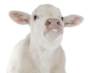 Systems: Portrait of a Charolais calf in the studio