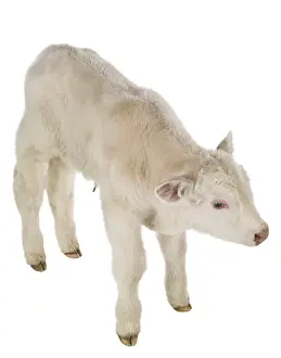 Charolaises: Portrait of a Charolais calf in the studio