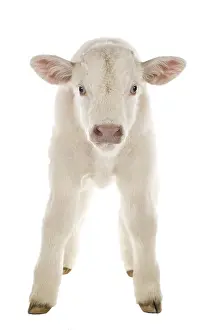 Charolaises: Portrait of a Charolais calf in the studio