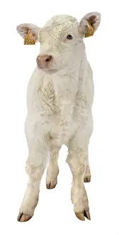 Studios: Portrait of a Charolais calf on white background