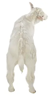 Studios: Portrait of a Charolais calf on white background
