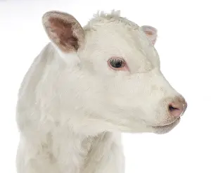 Snouts: Portrait of a Charolais calf on white background