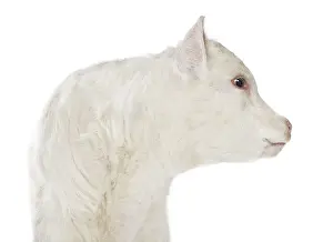 Studios: Portrait of a Charolais calf on white background