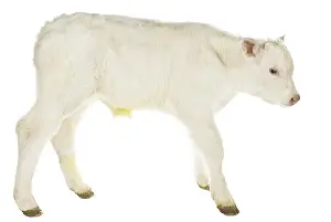 Studios: Portrait of a Charolais calf on white background