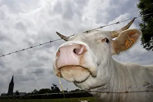Snouts: Portrait of a Charolais cow in a field