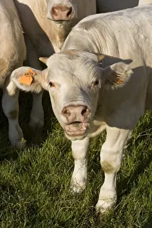 Charolaises: Portrait of a Charolais weanling in a meadow France