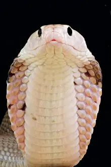 Atra: Portrait of Chinese cobra (Naja atra) on black background