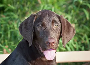 Competition: Portrait of a Chocolate Labrador Retriever