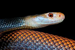 Elapidae: Portrait of Coastal taipan (Oxyuranus scutellatus