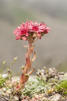 Rosette: Portrait of Cobweb house-leek (Sempervivum arachnoideum)