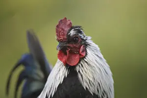 Cocks: Portrait of a Cock