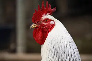Farmyards: Portrait of Cock France