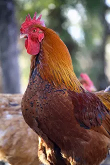 Farmyards: Portrait of Cock France