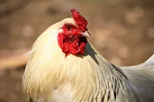 Unsharp: Portrait of a Cockerel