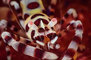 Shrimps: Portrait of Colemans shrimp (Periclimenes colemani)