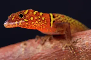 Trinidad: Portrait of the colorful Variegated gecko (Gonatodes