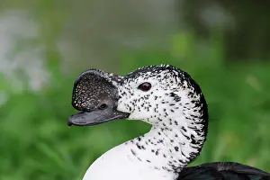 Transborder: Portrait of Comb Duck (Sarkidiornis melanotos) male