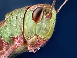 Studio Background: Portrait of a Common Grasshopper (Chorthippus parallelus)
