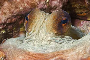 Protostomia: Portrait of Common Octopus (Octopus vulgaris), Mediterranean