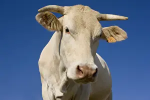 Blonde: Portrait of a Cow Blonde d'Aquitaine France
