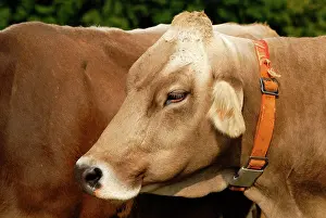 Taurus: Portrait of a Cow (Bos taurus), also called Swiss