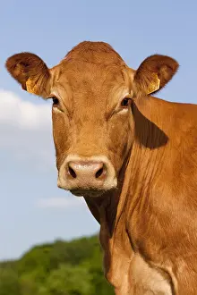 Railing: Portrait of a Cow Limousine France