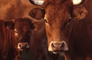 Limousines: Portrait of a Cow limousine in a meadow