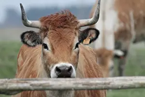 Materials: Portrait of Cow maraichine - Marais Breton-Vendse France