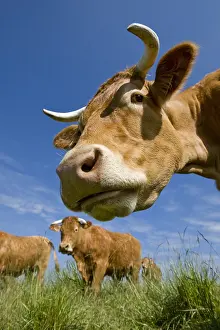 Limousines: Portrait of a cow in the meadow Limousine in his flock