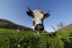 Vosgienne: Portrait of a Cow in a meadow vosgienne Breitenbach