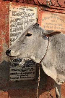 Towns: Portrait of a Cow in front panel Varanasi India